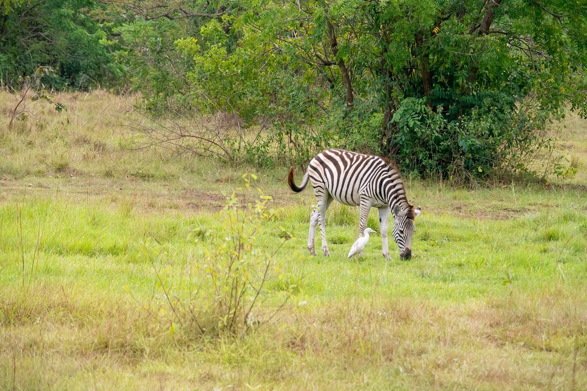 Zebras at Shai Hills Resource Reserve, Ghana