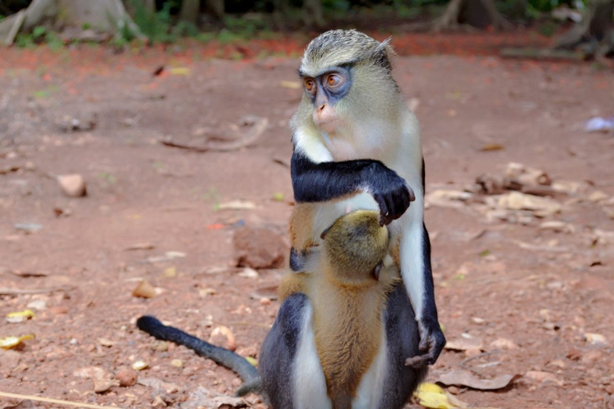 Mona monkeys at Tafi Atome sanctuary