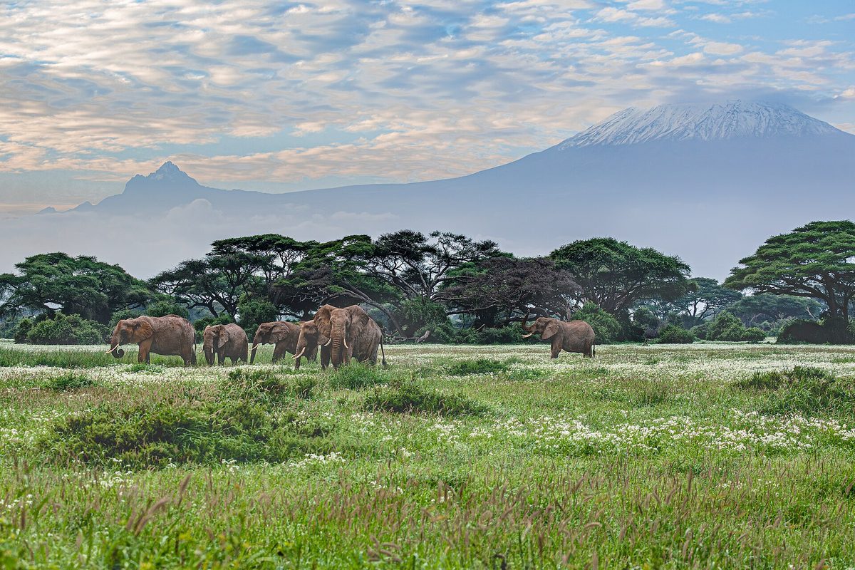 Elephants under Mount Kilimanjaro, Amboseli