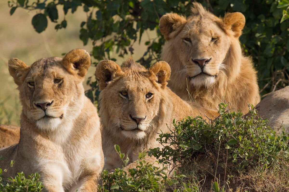 Lion family portrait in the Maasai Mara