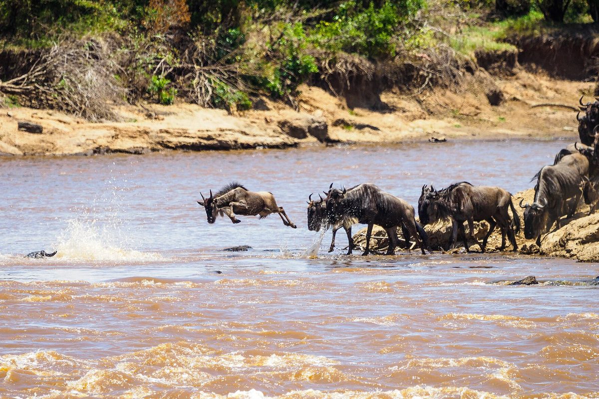 Wildebeest crossing the Mara River