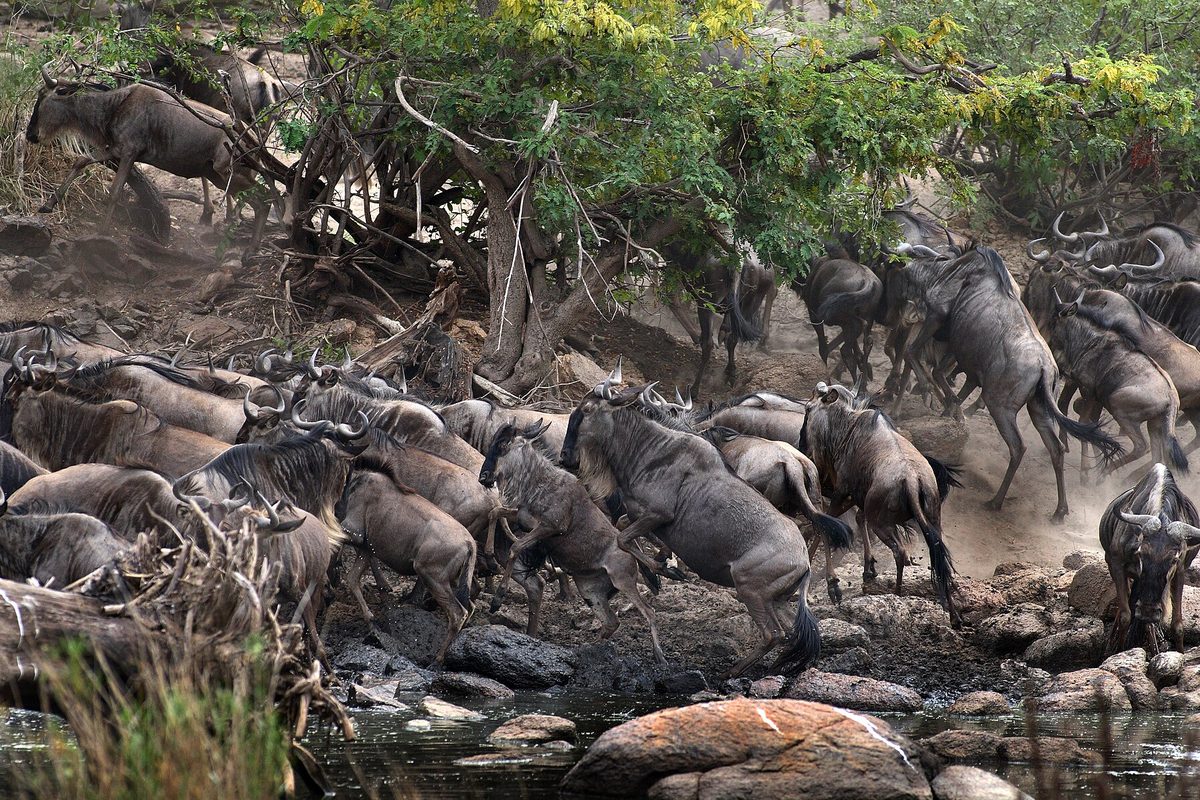 Wildebeest of the Great Migration crossing a river