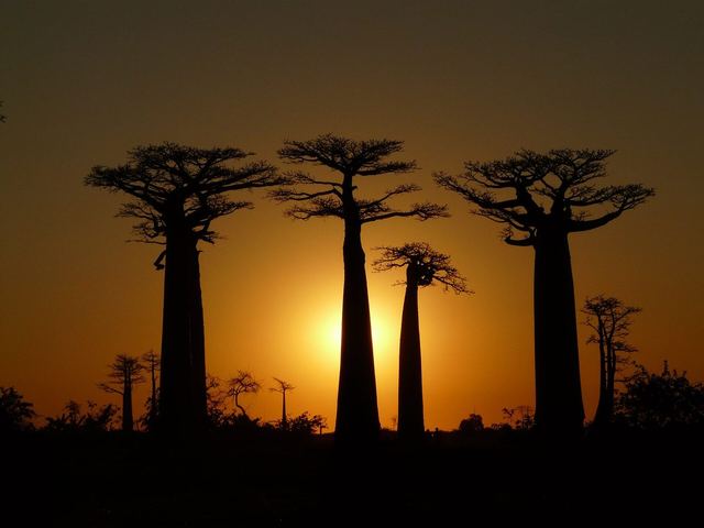 Avenue of the Baobabs, Madagascar